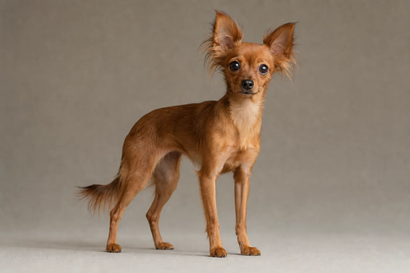 Petit chien russe à robe rouge fauve, vu de trois-quarts, illustrant le format carré de la race.